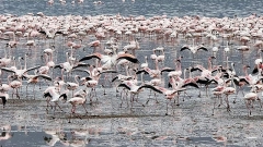 Lesser flamingos. Lake Bogoria National Reserve